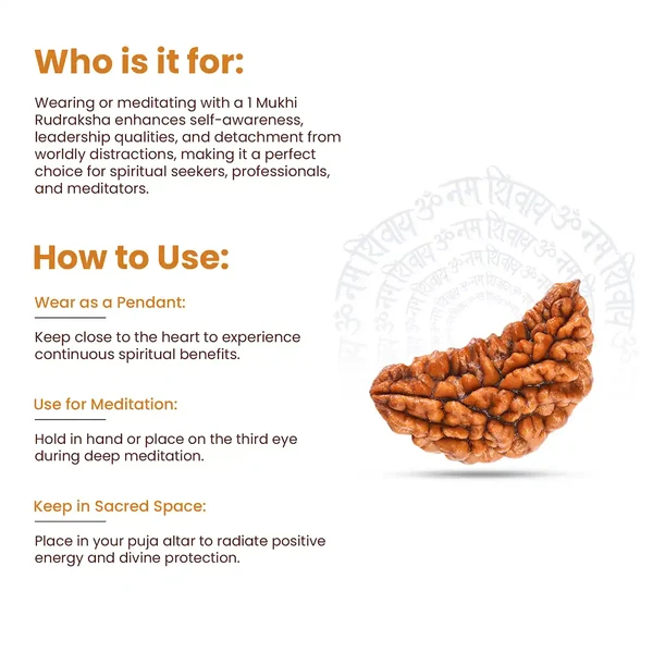 Original Indian 1 Mukhi Rudraksha